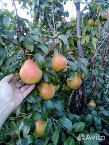 Питомник С реализует грушу Гера (зимний)