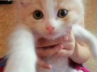 Порода сибирская кошка