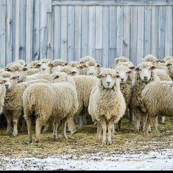Купить алтайских овец. Западно-Сибирская мясная порода овец. Сибирская порода овец. Западно Сибирская овца. Овцеводство Западная Сибирь.
