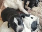 Собаки щенки русский спаниелей объявление продам