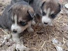 Сибирский хаски щенки объявление продам