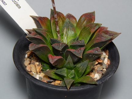 Хавортия, Haworthia cv Chocolate
