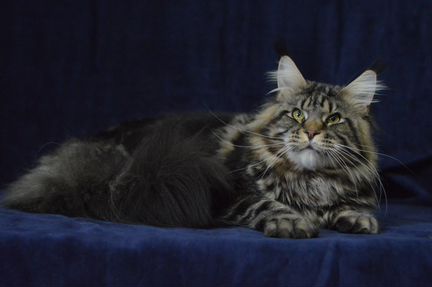 Племенной котик