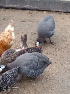 Домашнее мясо птицы