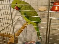 Волнистый попугайчик окрасы. Волнистые попугаи кургана. Попугаи в рыбинске. Волнистые попугаи кургана. Авито волгоград попугаи.