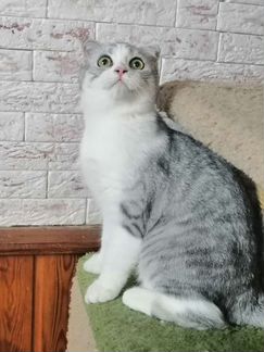 Шотландский кот