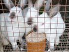 Калифорнийские кролики