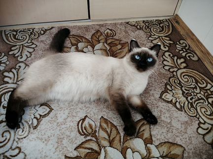 Минусинск кошка. Котята в Минусинске авито.