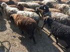 Продаю овец, порода Адельбай объявление продам
