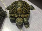 Морские Черепахи объявление продам