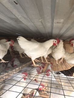 Куры Несушки, Петушки,Утки,Павлины,Дек Куры