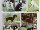 Календарики с Собаками