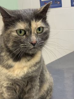 Кошка