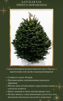 Ель Датская