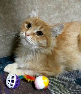 Котенок мальчик 5 месяцев