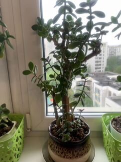 Денежное дерево обладает положительной энергетикой