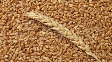 Пшеница Ячмень Дроблёнка Овес