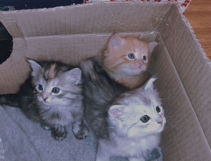 Котята