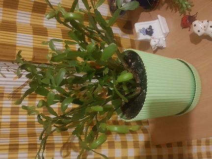 Рождественник цветет розовым