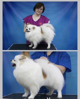 Грумер - новичок :)