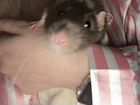 Крыса и хомяк