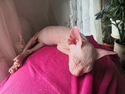 розовый котенок донского сфинкса троицк челябинская область