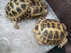 Средне-азиатские черепахи (мальчик и девочка) объявление продам