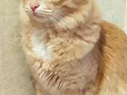 Сибирский котик рыжий объявление продам