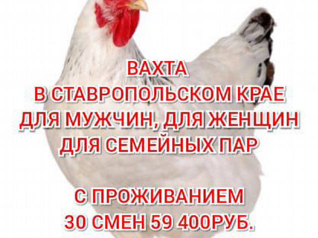 работа с проживанием в ставропольском. вахта в москве. работа вахтой. упаковщик тортов.