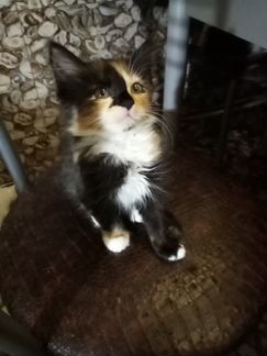 Маленькая принцесса