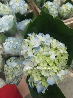 Гортензия Блю грин срезка
