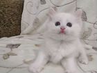 Турецкая ангора (котята) объявление продам
