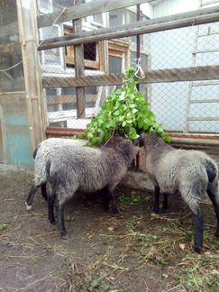 Продам овец Романовской породы. Гарантия на породу - фотография № 3