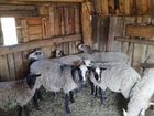 Романовские овцы и баран объявление продам