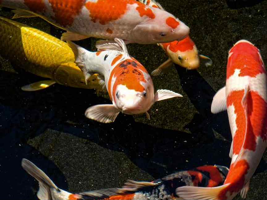 рыбка карп кои в аквариуме. карпы авито. карпы авито. купить малька карпа для зарыбления. живая рыба карп карась.