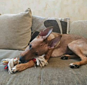 Смесь сицилийской борзой