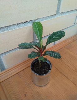 Молочай беложильчатый (эуфорбия)