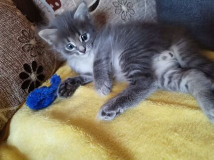 Отдам котенка сибирской породы