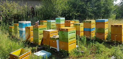 Мёд, продукты пчеловодства с личной пасеки