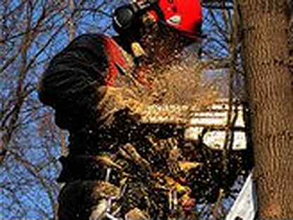 Спил деревьев листовка. Коммерческое предложение на спил и вывоз деревьев. Опиловка веток деревьев. Спил деревьев предложение. Валка деревьев.