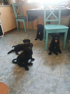 Дворняжки (метисы лайки, овчарки )