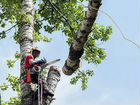 Удаление, валка деревьев в Одинцово объявление продам