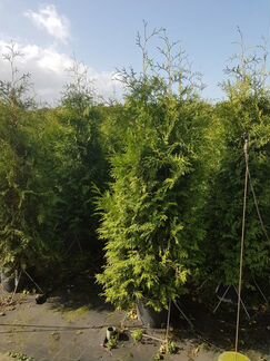 Туя Брабант