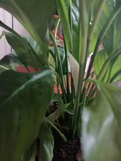 Цветок спатифиллюм