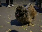 Собака Пекинес в добрые руки объявление продам
