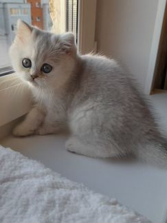Шиншилла, мальчик
