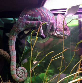 Аренда змей, ящериц, крыс тараканов для фото/видео