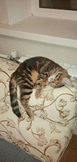 Кошечка