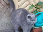 Кошка, британской породы, ищет дом