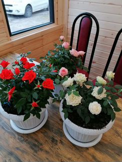 Роза кордана в для комнаты